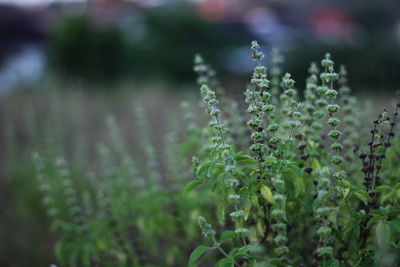 Close-up of plant growing on field