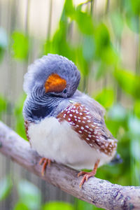 Close-up of bird perching on tree