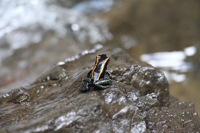 Close-up of turtle in water