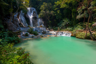 Scenic view of waterfall in forest