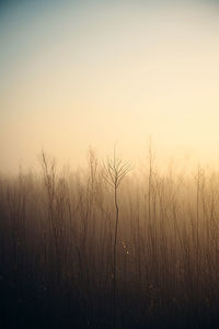 Plants growing on field against clear sky during sunset