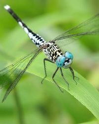 Close-up of dragonfly on leaf