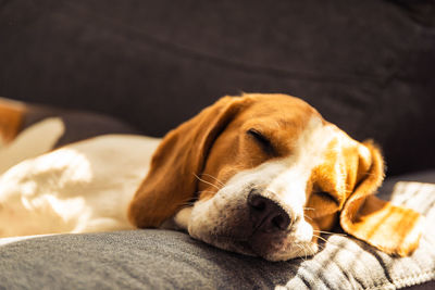 Close-up of dog sleeping on bed