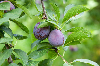 Close-up of blackberries growing on tree