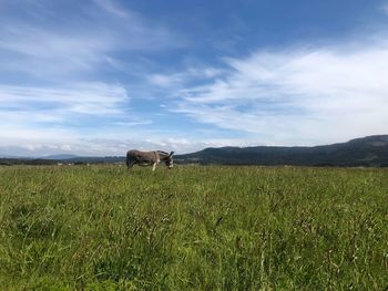 Scenic view of field against sky