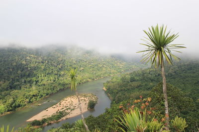 Scenic view of palm trees on landscape against sky