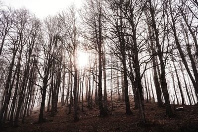 Sunlight streaming through trees in forest