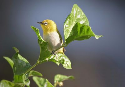 Oriental white eye