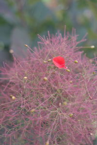 Close-up of red poppy blooming outdoors