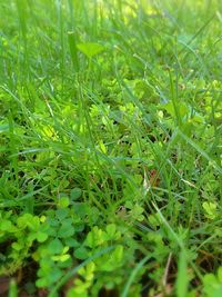 Plants growing on field