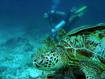 View of coral swimming in sea