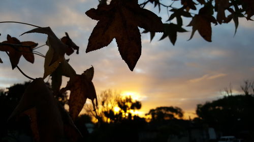 Close-up of plant against sky at sunset