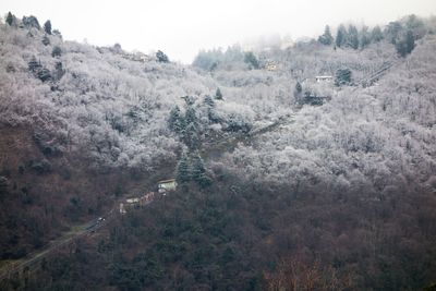 High angle view of trees on landscape