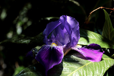 Close-up of purple flowers