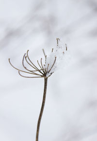 Close-up of snow against sky