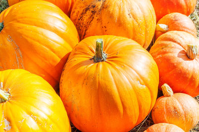 Full frame shot of pumpkins