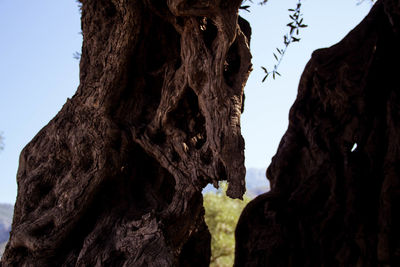 Low angle view of tree trunk against sky