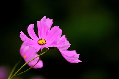 Close-up of insect on pink cosmos flower blooming outdoors