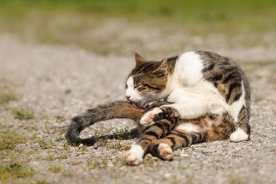 Cat lying on the ground