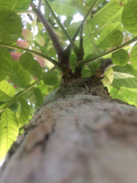 Low angle view of tree trunk