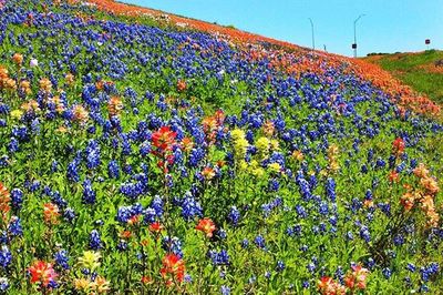 Flowers growing in field