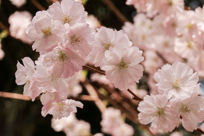 Close-up of apple blossoms in spring