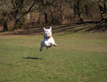 Dog running on grassy field