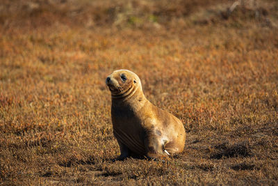 Sea-lion pup