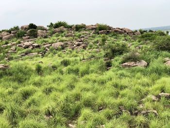 Scenic view of land against clear sky