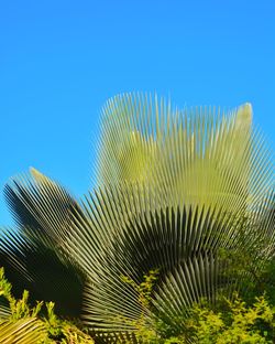 Low angle view of plants against clear blue sky