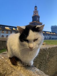 Cat sitting on building against clear sky