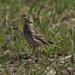 Bird perching on grass