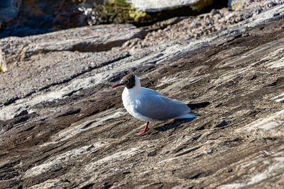 View of a bird on rocks