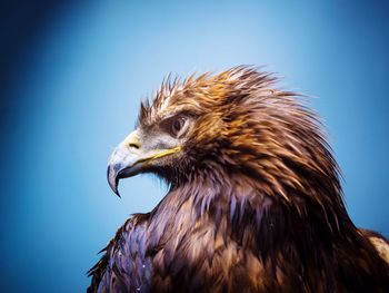 Close-up of golden eagle against blue sky