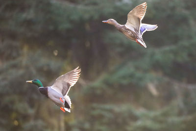 Bird flying