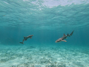 Birds swimming in sea