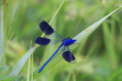 Close-up of insect on grass