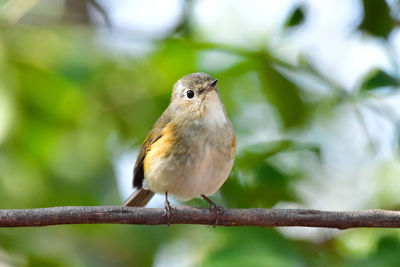 Close-up of bird perching on branch