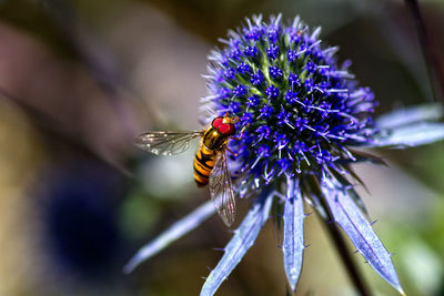 Close-up of bee on purple flower