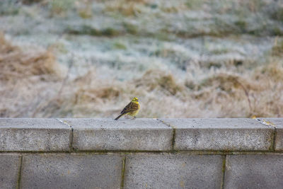 Bird perching on retaining wall