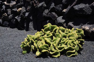 Close-up of plant