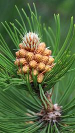 Close-up of pine cone on plant