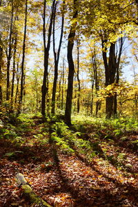 Trees in forest