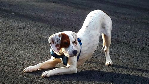 High angle view of dog on road