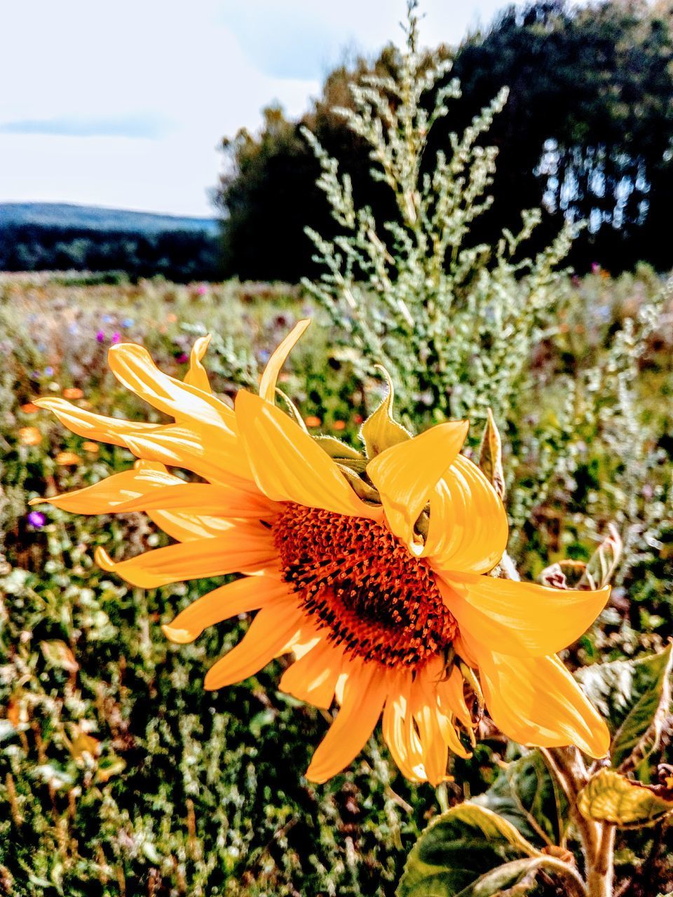 CLOSE-UP OF SUNFLOWER ON PLANT