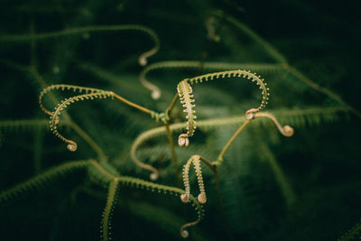 Close up of plant against blurred background