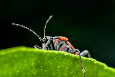 Close-up of insect on plant