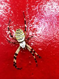 Close-up of spider on red leaf