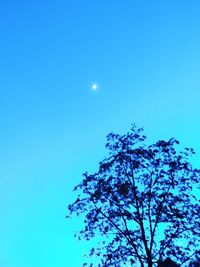 Low angle view of tree against blue sky