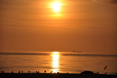 Silhouette birds at beach against sky during sunset